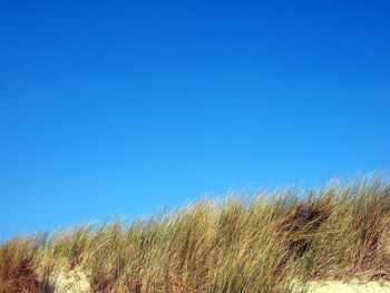Close-up of plants on field against clear blue sky