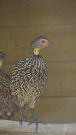 Close-up of a bird perching on wood