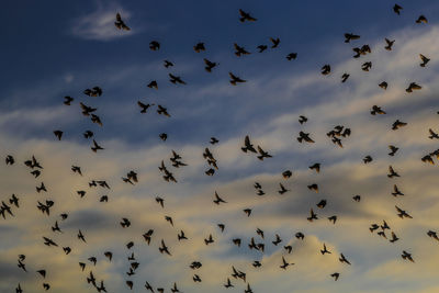 Low angle view of birds flying in sky