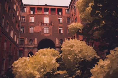 Close-up of flowering plant against buildings