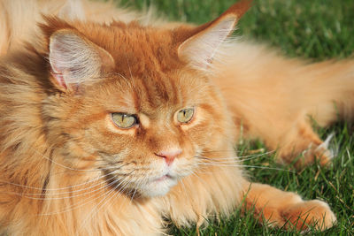 Close-up portrait of a cat