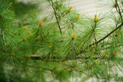 Close-up of pine tree