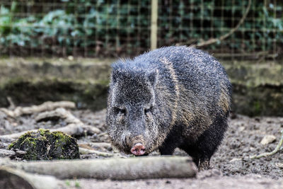 Close-up of wild boar at zoo