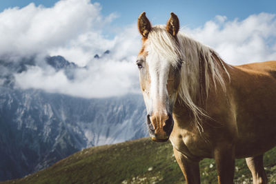 Horse standing on mountain against cloudy sky