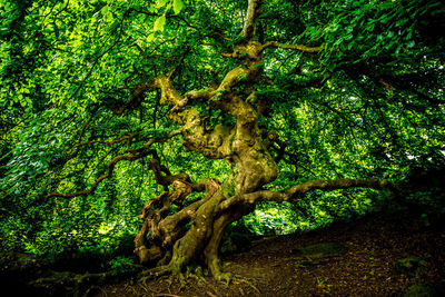 Full frame shot of tree trunk