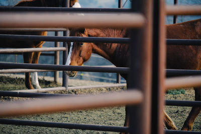 View of horse in ranch