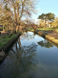 Reflection of trees in water