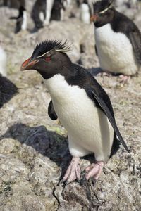 Close-up of penguins on rock