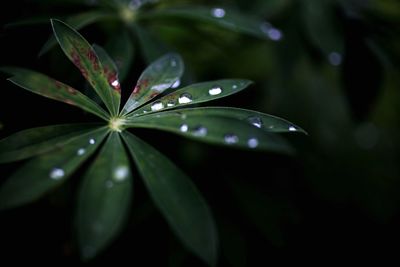 Macro shot of water drops on leaf