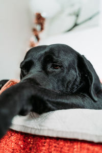 Close-up of a dog looking away