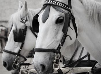 Close-up of horse