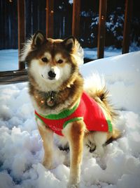 Portrait of dog on snow