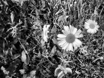 Close-up of white flowers blooming in field