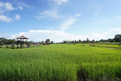 Scenic view of agricultural field against sky