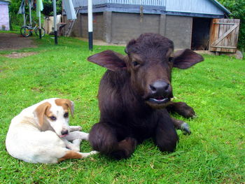 Portrait of calf and dog relaxing on grassy field