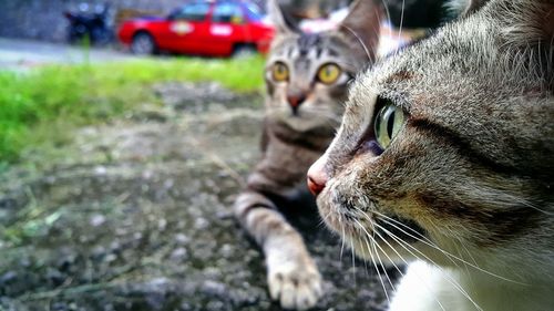 Close-up portrait of cat