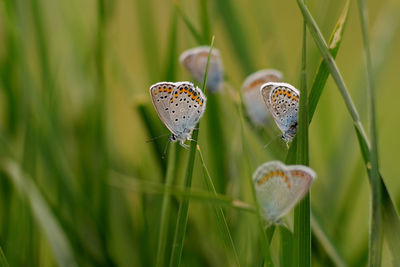 Close-up of butterfly on grass