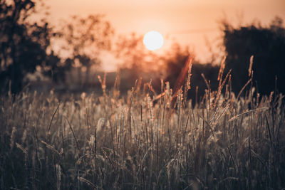 Scenic view of field against sky at sunset