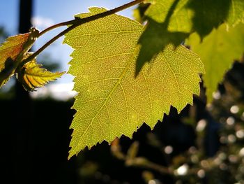 Close-up of leaves