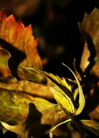 Close-up of leaves