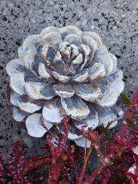 High angle view of white flowering plant on land