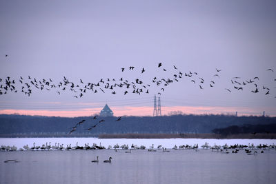 Flock of birds flying in the sky