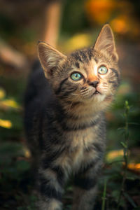 Close-up portrait of a cat