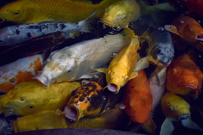 High angle view of fish in water