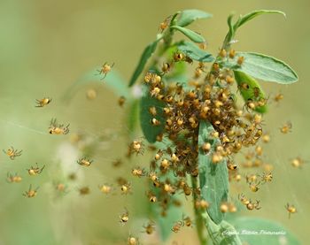 Close-up of insect on plant