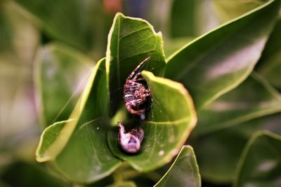 Close-up of insect on plant