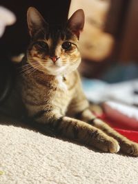 Close-up of cat relaxing on bed at home