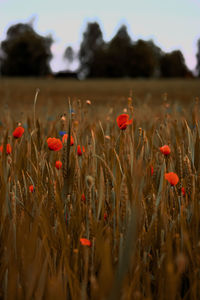 Close-up of red flowers growing in field