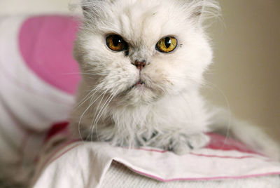 Close-up portrait of cat