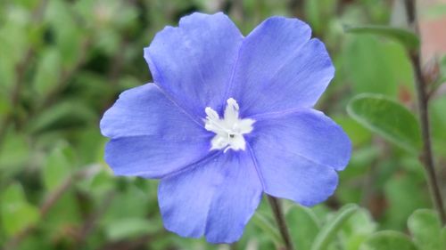 Close-up of purple flower blooming outdoors