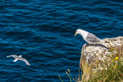 Seagull flying over sea being watched by another