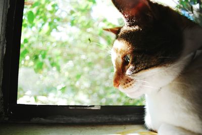 Close-up of cat sitting