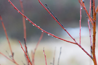 Rebirth in silence. awakening of bare branches in spring in northern europe