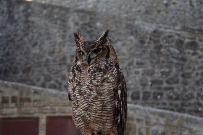 Close-up portrait of owl