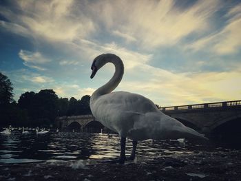 Swan perching on shore against sky during sunset