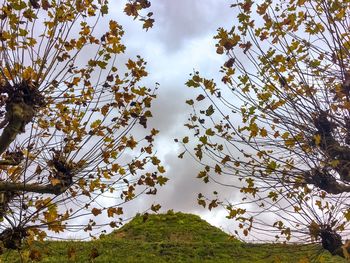 Low angle view of flowering trees against sky