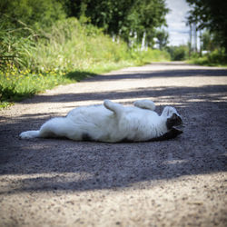 Cat lying on road