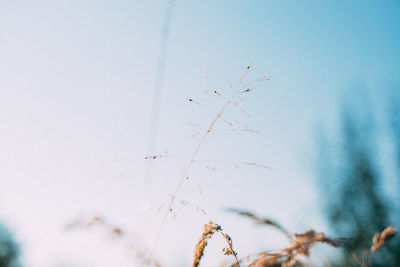 Low angle view of plants against sky during autumn