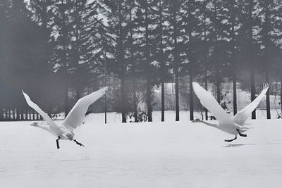 Birds flying over snowy field during winter
