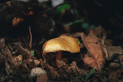 Close-up of mushroom on field