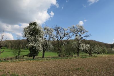 Trees on field against sky