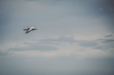 Low angle view of seagull flying in sky
