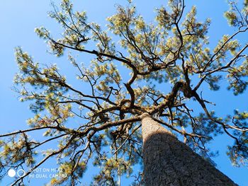 Low angle view of tree against sky