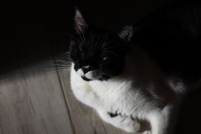 Close-up of cat looking away