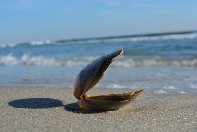 Close-up of seashell on sand at beach against sky