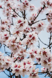 Almond tree